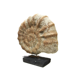 Muszla Ceramiczna Ozdoba Rustykalna Amonit 40x35cm